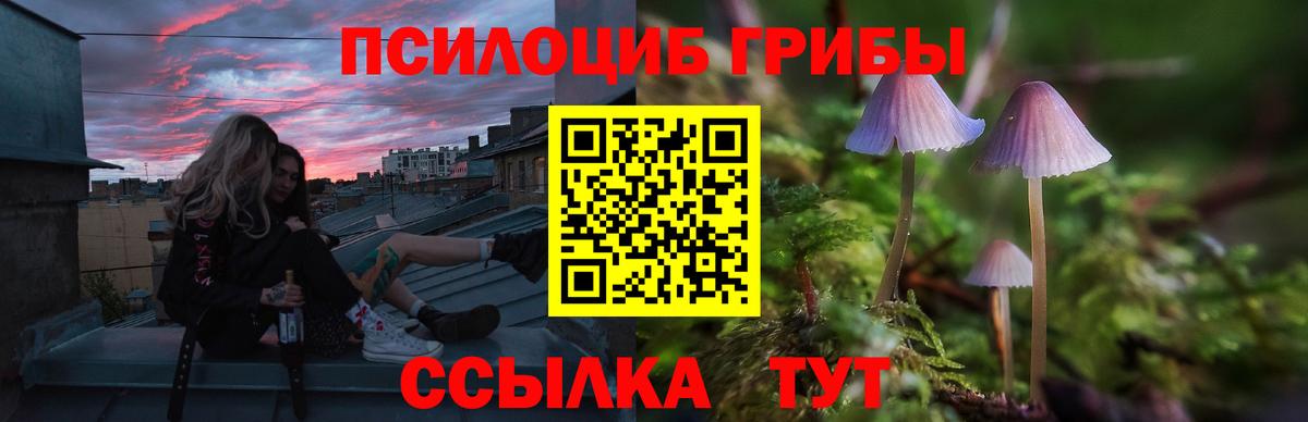 Псилоцибиновые грибы прущие грибы Сосновый Бор